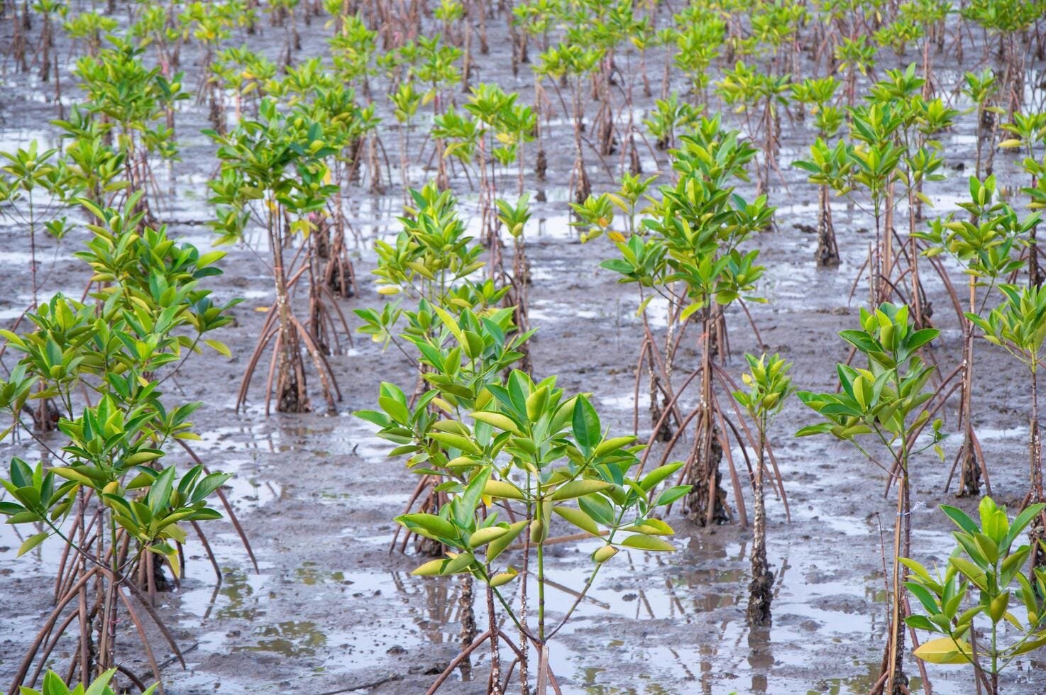 Mangrove Tree Plantation