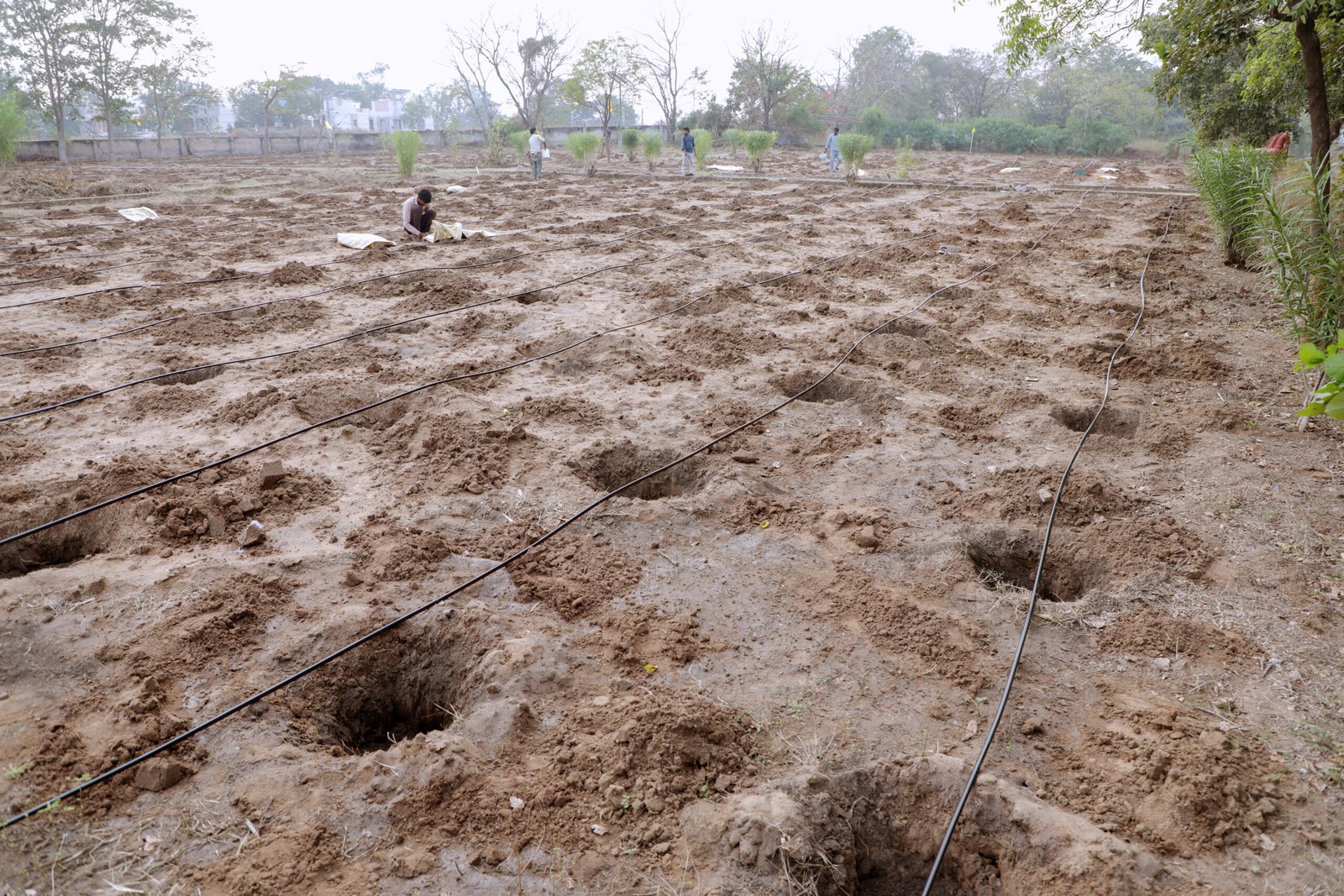 Dense Tree Plantation