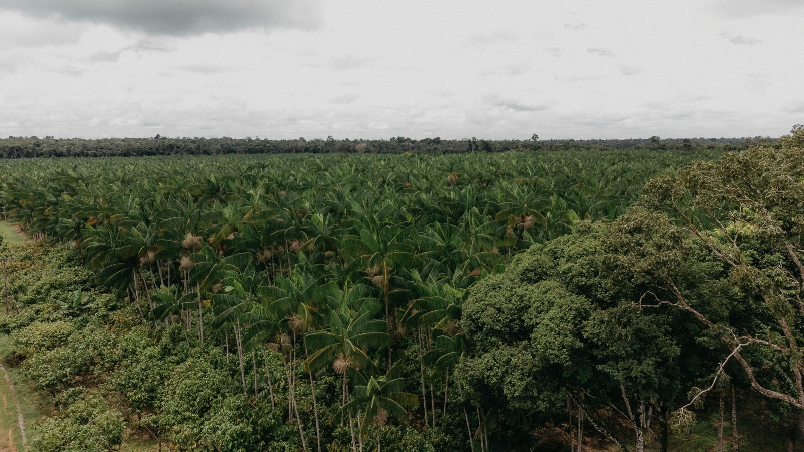Agroforestry
