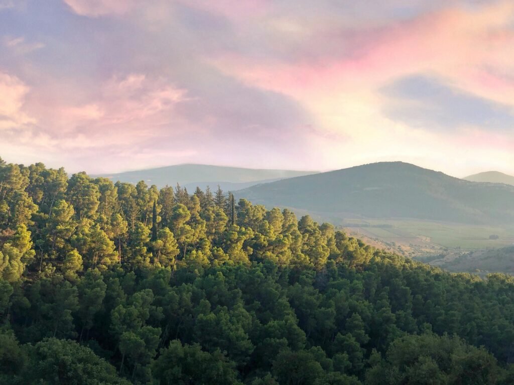 Lush green forest on hillside under a pink sunset sky, capturing nature's tranquil beauty.