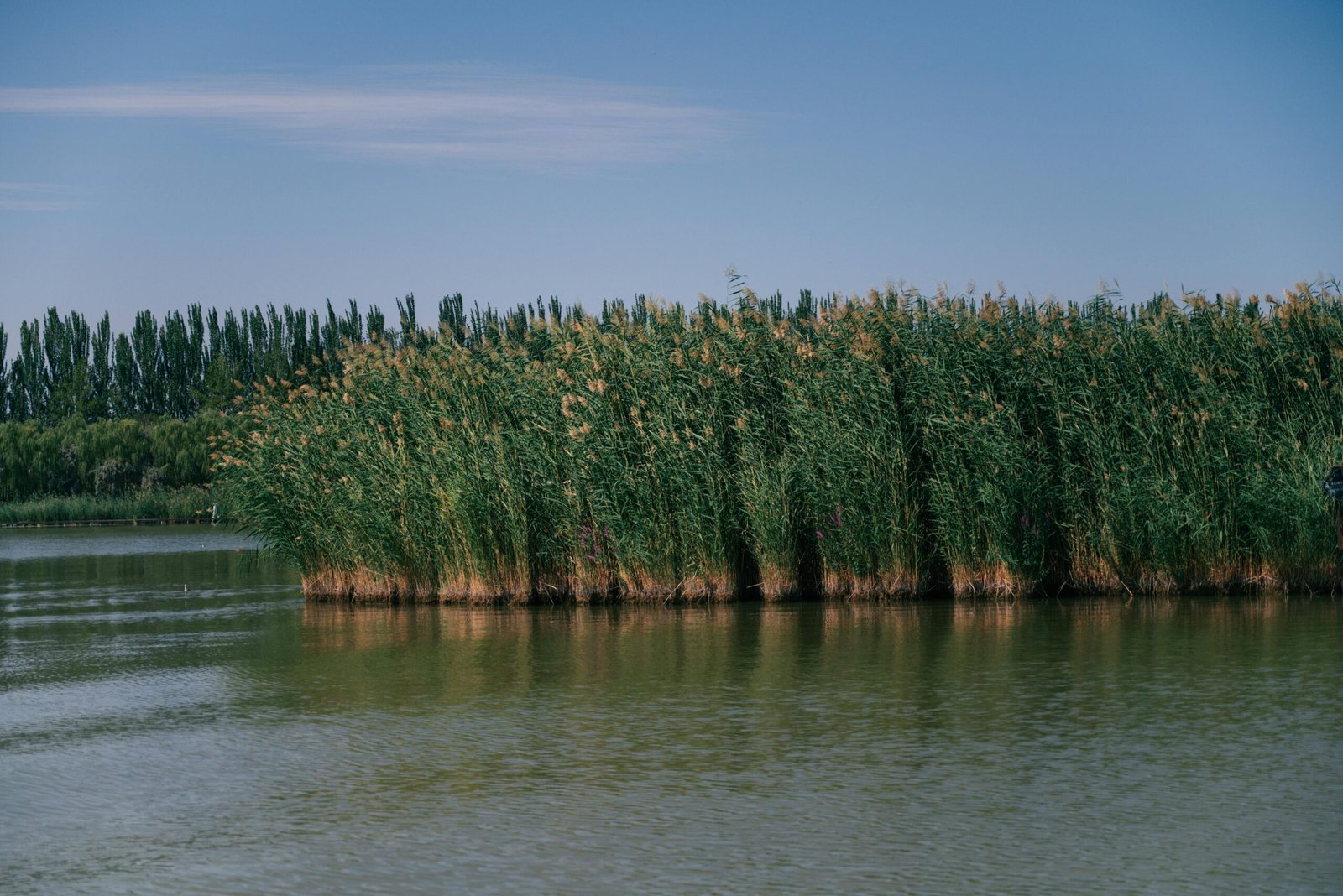 Calm river with tall reeds and clear sky, perfect for peaceful nature scenes.